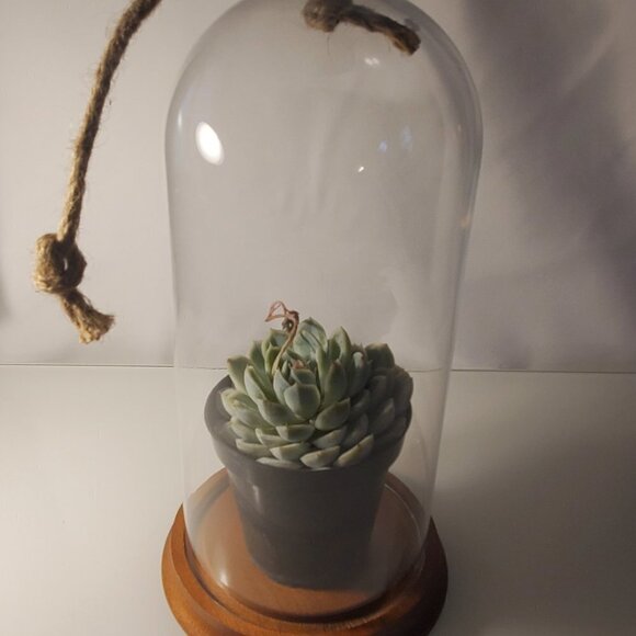 Glass Dome Terrarium / Display Case with Wood Base - Tall - Picture 3 of 5